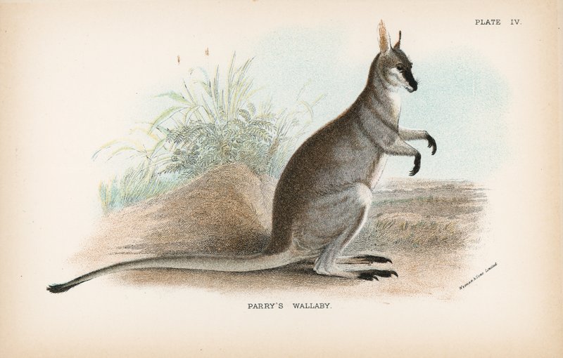 Parryn Wallaby tekijältä English School