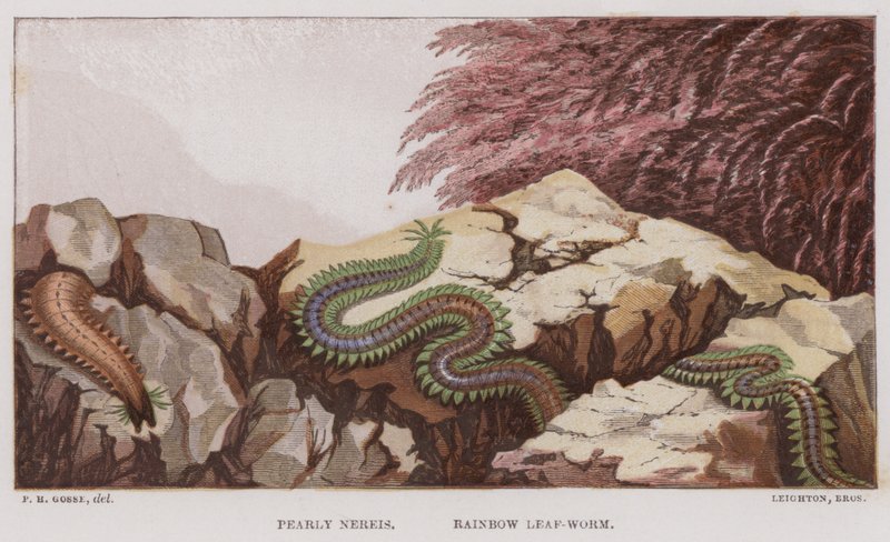 Pearly Nereis, Rainbow Leaf-Worm (väri litho) tekijältä English School