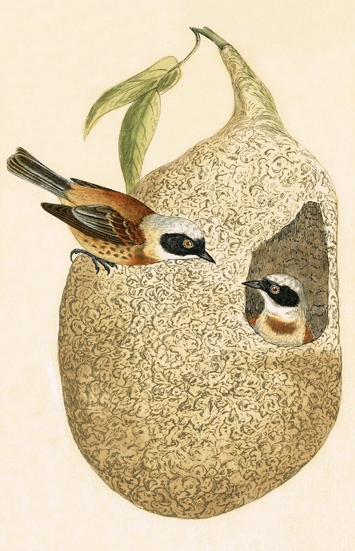 Penduline Tit, kuvitus Charles Robert Breen (1811-86) teoksesta "A History of the Birds of the Birds of the British Islands", julkaistu 1867 tekijältä English School
