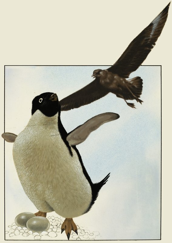 Pingviini munien kanssa, jonka päällä leijuu toinen lintu tekijältä English School