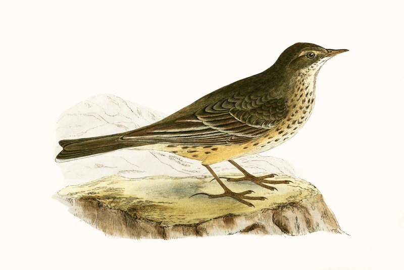 Pennsylvanian Pipit, kuvitus Charles Robert Breen (1811-86) teoksesta "A History of the Birds of the Birds of the British Isles", julkaistu 1867 tekijältä English School