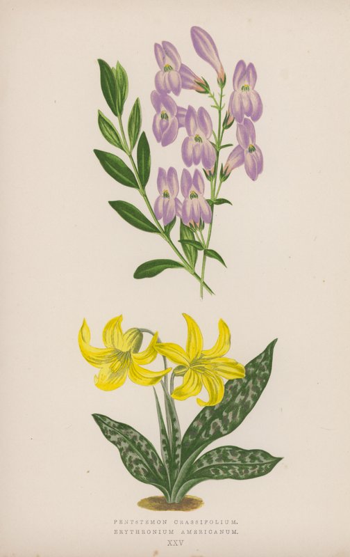 Pentstemon Crassifolium; Amerikkalainen erythronium (väri litho) tekijältä English School