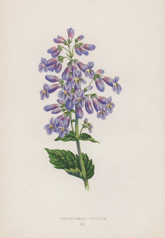 Pentstemon Ovatum (väri litografia) tekijältä English School