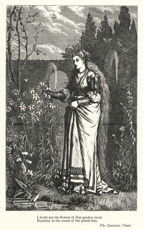Percy Bysshe Shelley: Shelley Shelley: Kuvitus teokseen The Sensitive Plant (kaiverrus). tekijältä English School