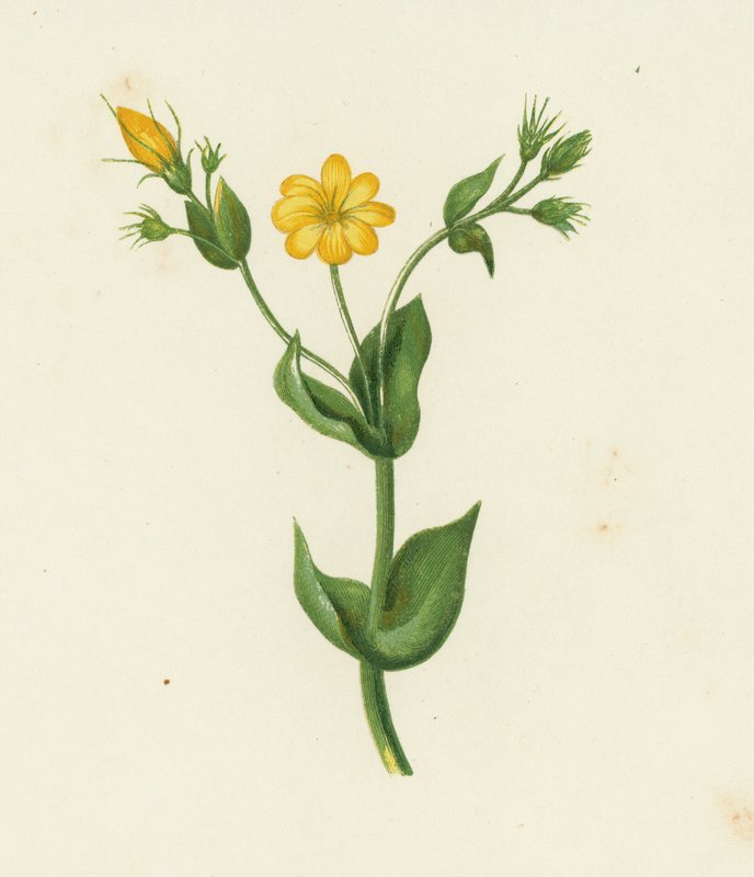 Perfoliate Yellow Wort, Chlora Perfoliata (väri litho) tekijältä English School