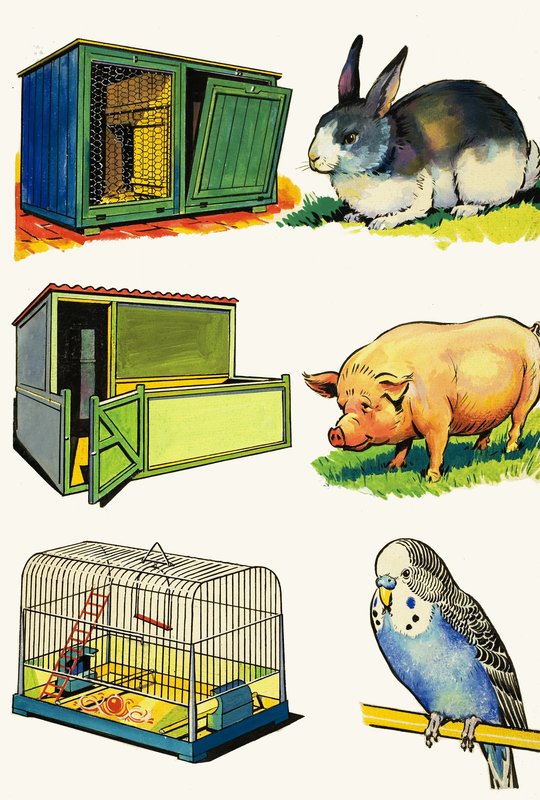 Lemmikkieläimet ja heidän kotinsa: kani, sika ja budgerigar tekijältä English School