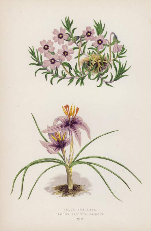 Phlox Subulata; Crocus sativus Greecus (väri litho) tekijältä English School