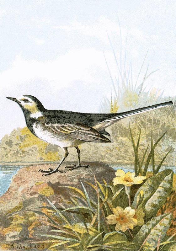 Pied Wagtail tekijältä English School