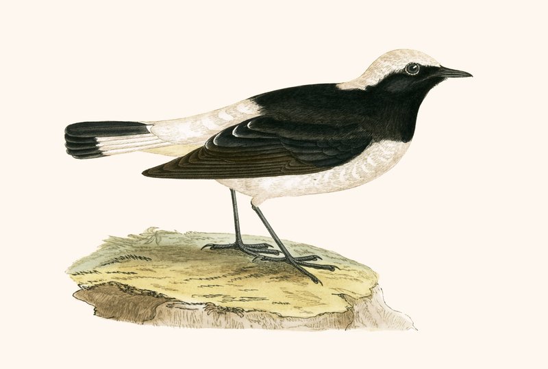Pied Wheatear, kuvitus Charles Robert Breen (1811-86) teoksesta "A History of the Birds of the Birds of the British Islands", julkaistu 1867 tekijältä English School