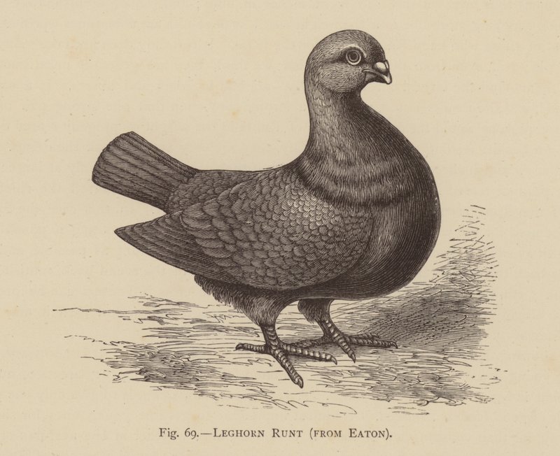 Kyyhkyset: Leghorn Runt, Eaton (kaiverrus) tekijältä English School