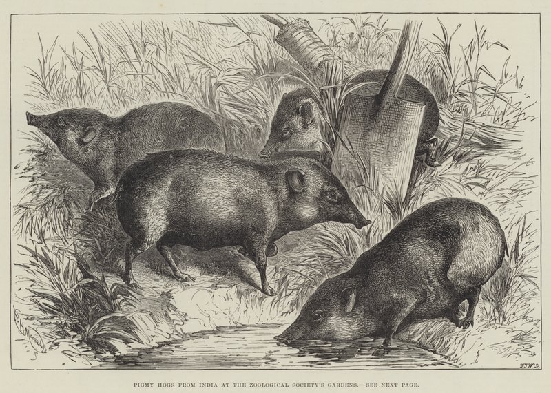 Pigmy Hogs Intiasta Zoological Society