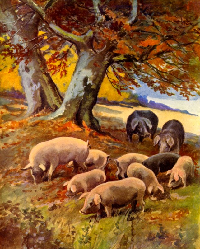 Pigs at Grass (väri litho) tekijältä English School