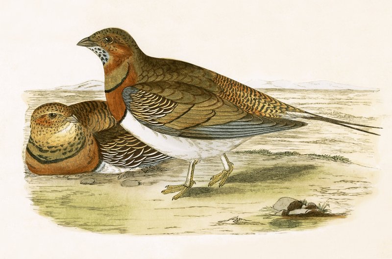 Pin Tailed Sand Grouse, kuvitus Charles Robert Breen (1811-86) teoksesta "A History of the Birds of the Birds of the British Islands" (1811-86), julkaistu 1867 tekijältä English School