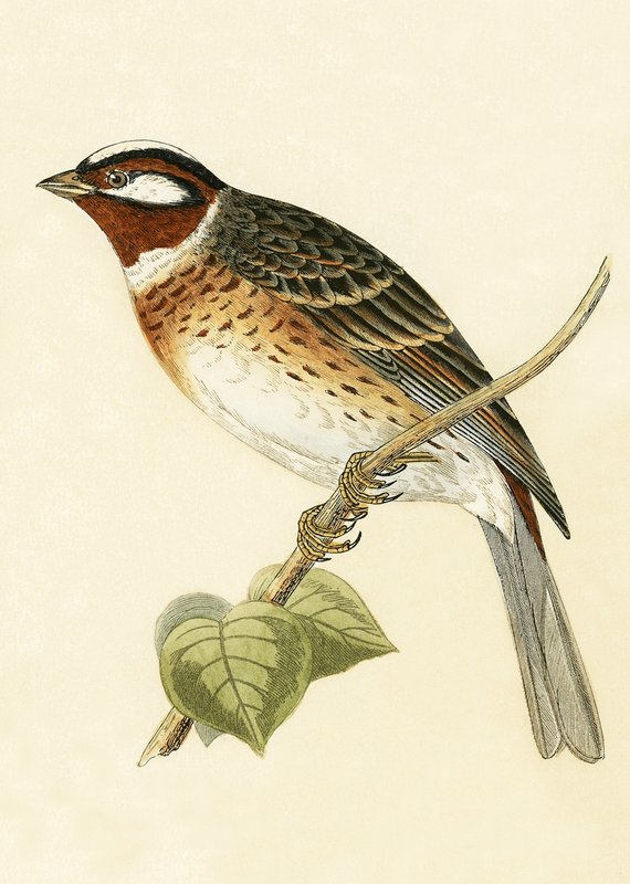 Pine Bunting, kuvitus Charles Robert Breen (1811-86) teoksesta "A History of the Birds of the Birds of the British Islands", julkaistu 1867 tekijältä English School