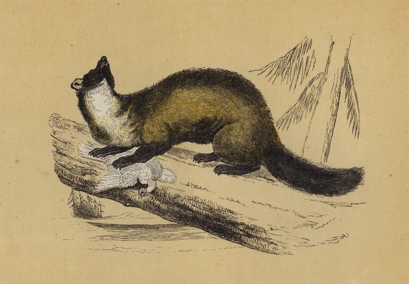 Pine Marten (värilitro) tekijältä English School