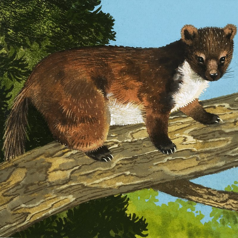 Pine Marten tekijältä English School