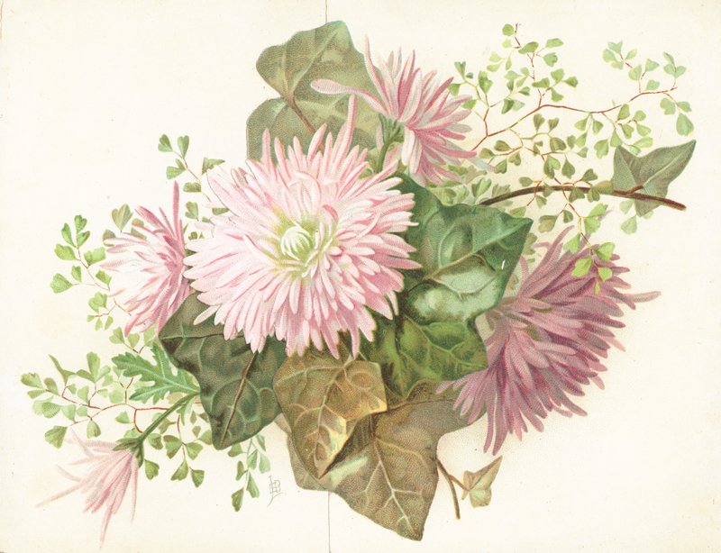 Vaaleanpunaiset kukat (Dahlia), kortti tekijältä English School