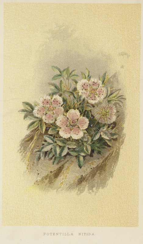 Pinkki cinquefoil tekijältä English School