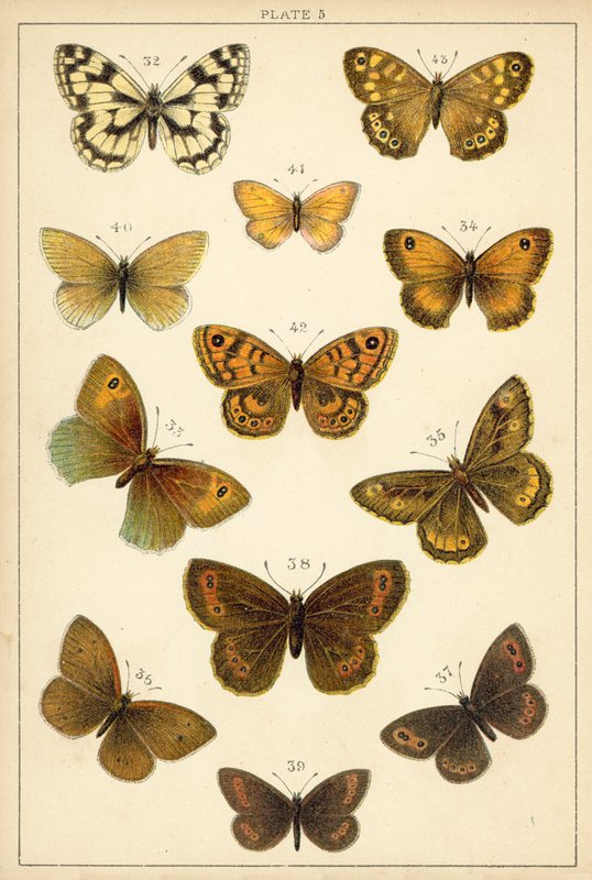 Lautas maamme perhosista ja perhosista (chromolitho) tekijältä English School