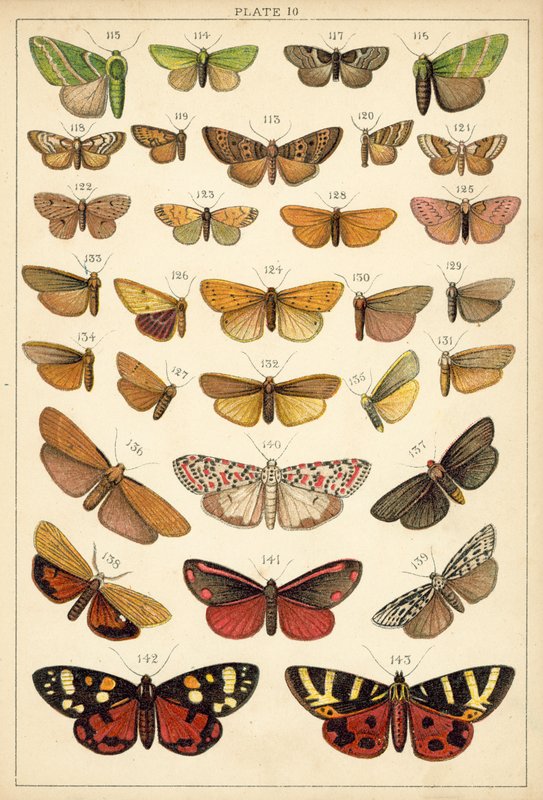 Lautas maamme perhosista ja perhosista (chromolitho) tekijältä English School