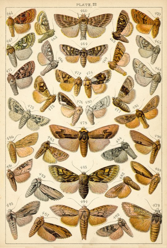 Lautas maamme perhosista ja perhosista (chromolitho) tekijältä English School