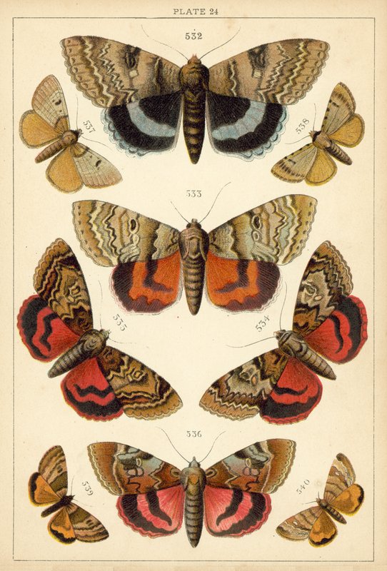 Lautas maamme perhosista ja perhosista (chromolitho) tekijältä English School