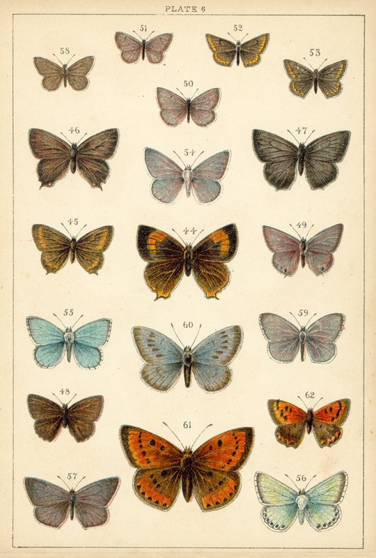Lautas maamme perhosista ja perhosista (chromolitho) tekijältä English School