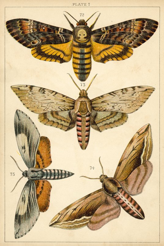 Lautas maamme perhosista ja perhosista (chromolitho) tekijältä English School