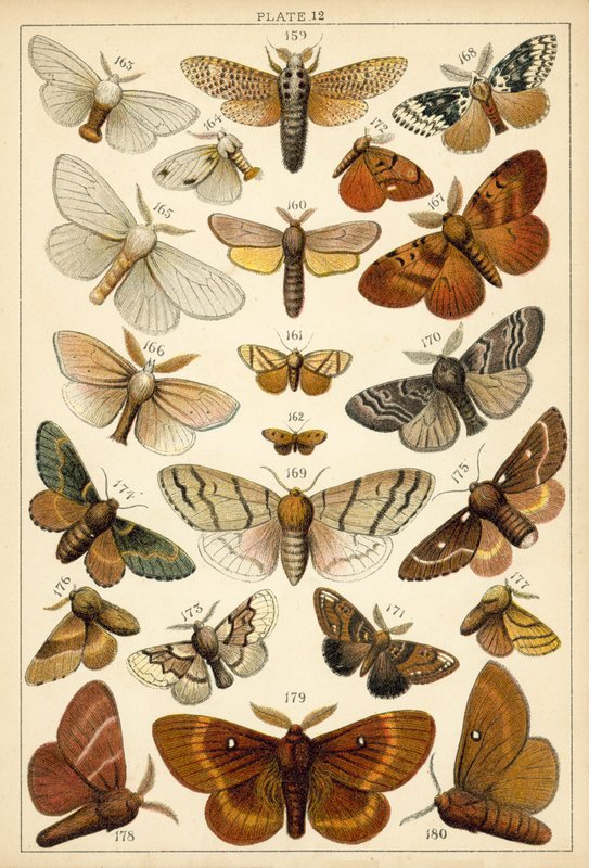 Lautas maamme perhosista ja perhosista (chromolitho) tekijältä English School