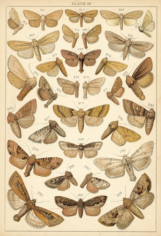 Lautas maamme perhosista ja perhosista (chromolitho) tekijältä English School