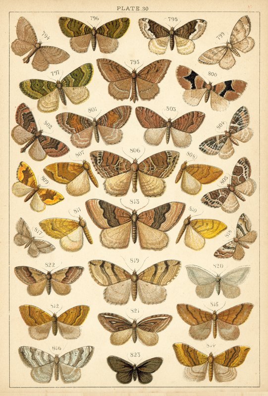 Lautas maamme perhosista ja perhosista (chromolitho) tekijältä English School