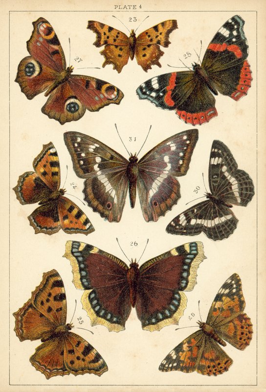 Lautas maamme perhosista ja perhosista (chromolitho) tekijältä English School