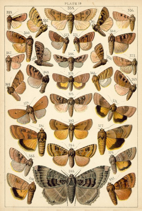 Lautas maamme perhosista ja perhosista (chromolitho) tekijältä English School