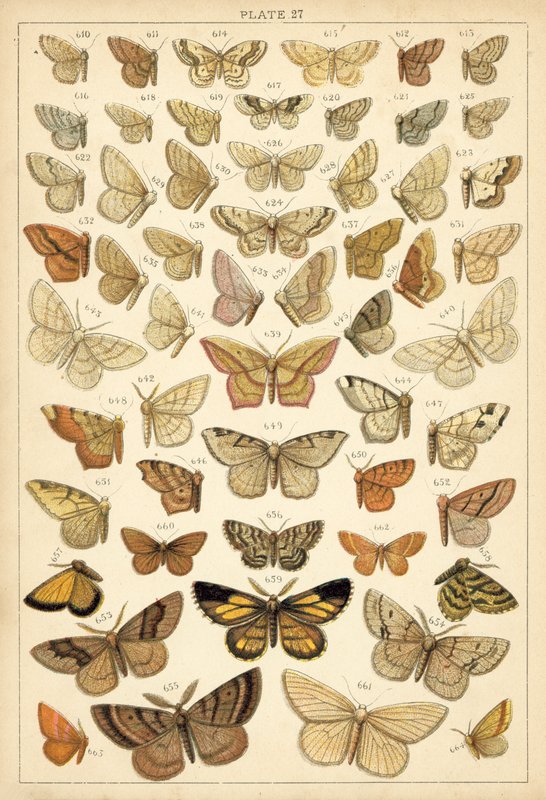 Lautas maamme perhosista ja perhosista (chromolitho) tekijältä English School