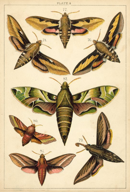 Lautas maamme perhosista ja perhosista (chromolitho) tekijältä English School