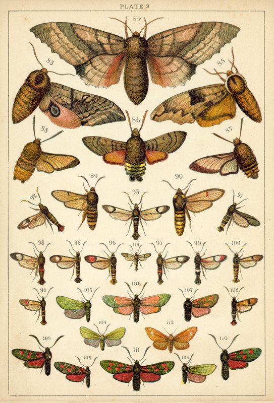 Lautas maamme perhosista ja perhosista (chromolitho) tekijältä English School