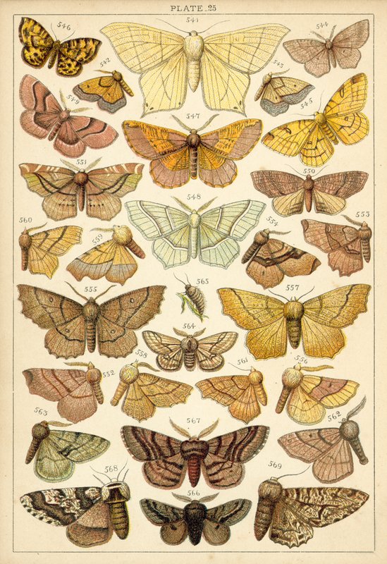 Lautas maamme perhosista ja perhosista (chromolitho) tekijältä English School