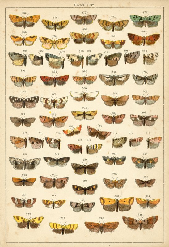 Lautas maamme perhosista ja perhosista (chromolitho) tekijältä English School
