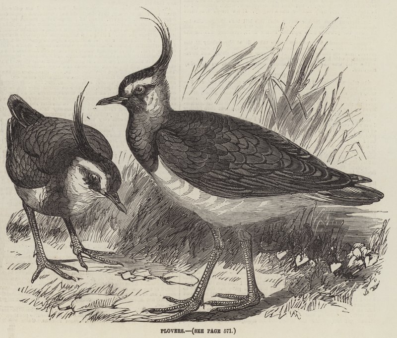 Plovers (kaiverrus) tekijältä English School