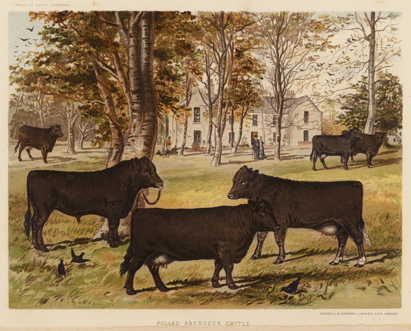 Polled Aberdeen Cattle (värilitografia) tekijältä English School