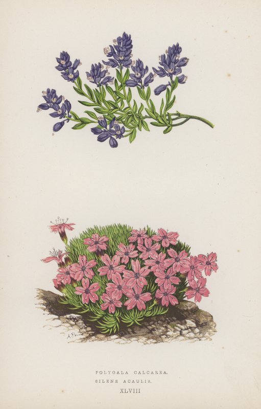 Polygala Calcarea; Silene Acaulis (väri litografiassa). tekijältä English School