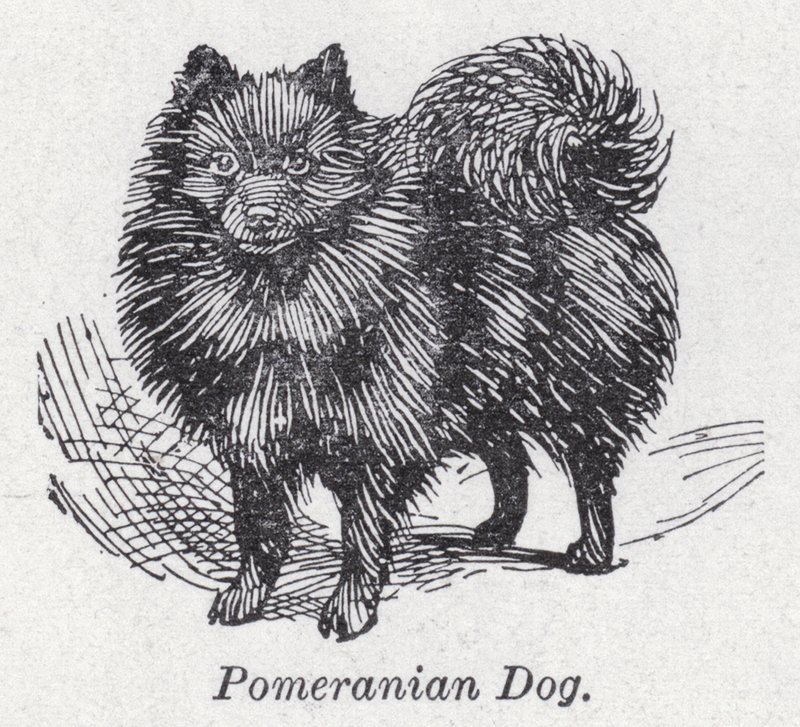 Pomeranian koira (litho) tekijältä English School