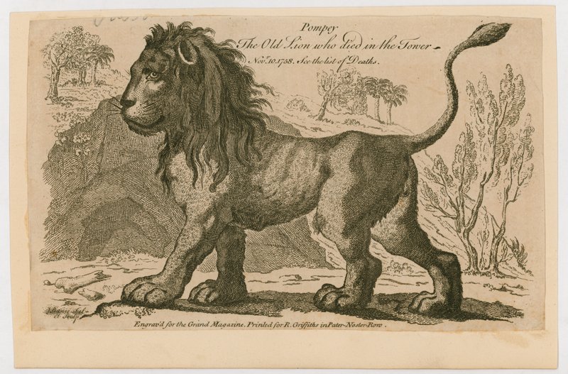 Pompeius, Lontoon Towerin suosituin leijona. 1758 tekijältä English School