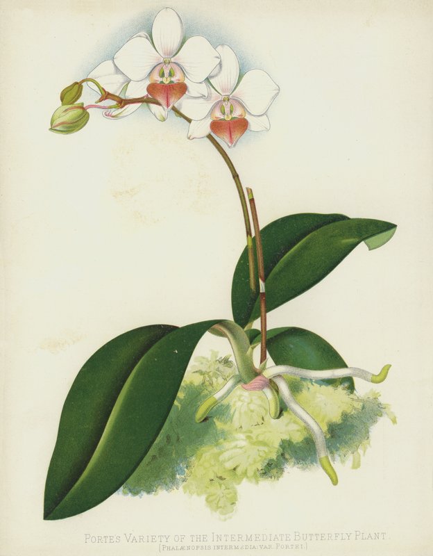 Portes-lajike väliperhoskasvista, Phalaenopsis Intermedia, var Portei tekijältä English School