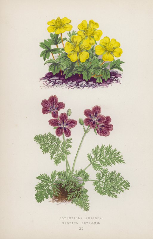 Mahdollisesti epäselvä; Erodium Petraeus (väri litho) tekijältä English School