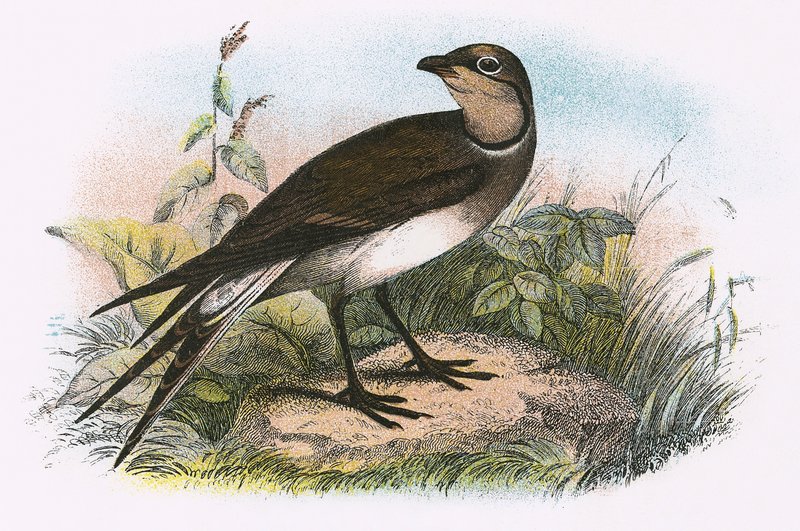 Pratincole tekijältä English School