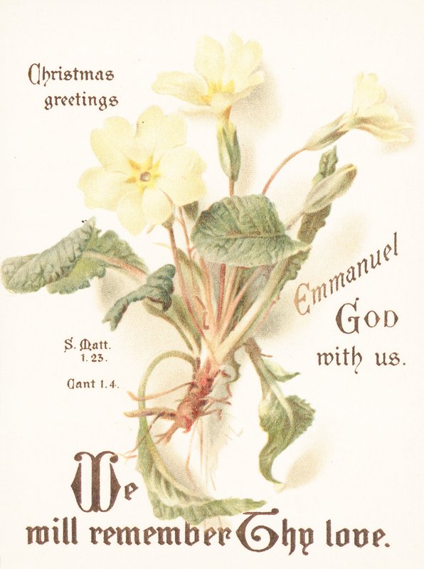 Primroses, joulukortti tekijältä English School