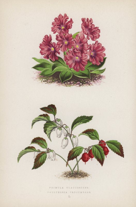 Primula Glaucescens Gaultheria procumbens (väri litho) tekijältä English School