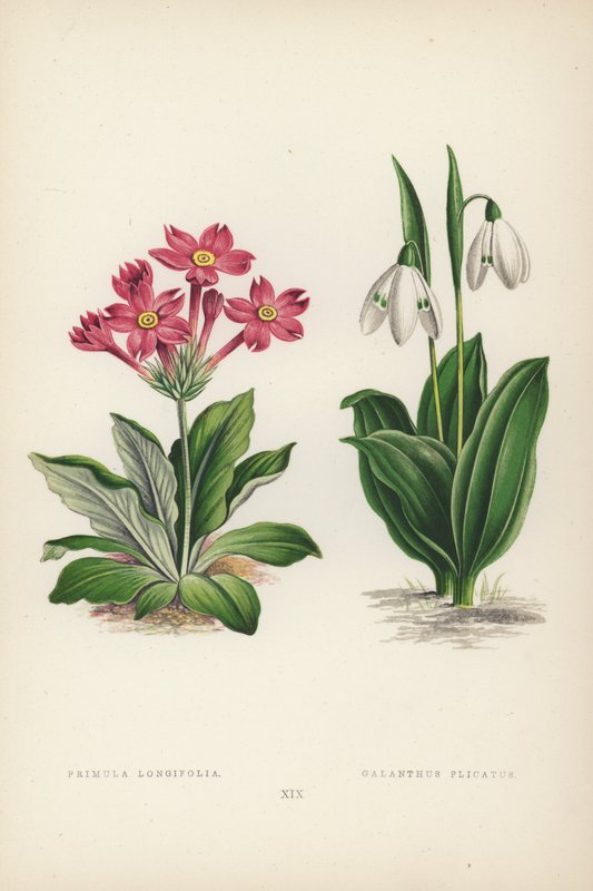 Primula Longifolia; Galanthus Plicatus (väri litho) tekijältä English School