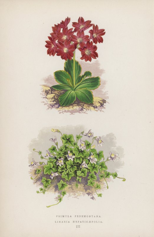 Primula Pedemontana; Linaria Hepaticaefolia (väri lit.) tekijältä English School